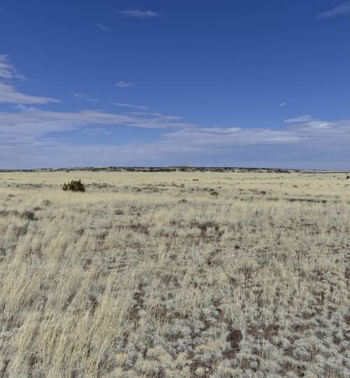 1 acre in Concho Arizona