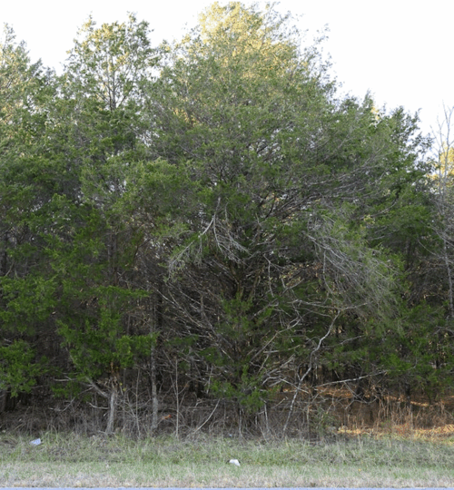 Straight walk to Crown Lake Pier!