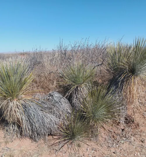 Southwest Sunsites | 10 Acres | Culberson County