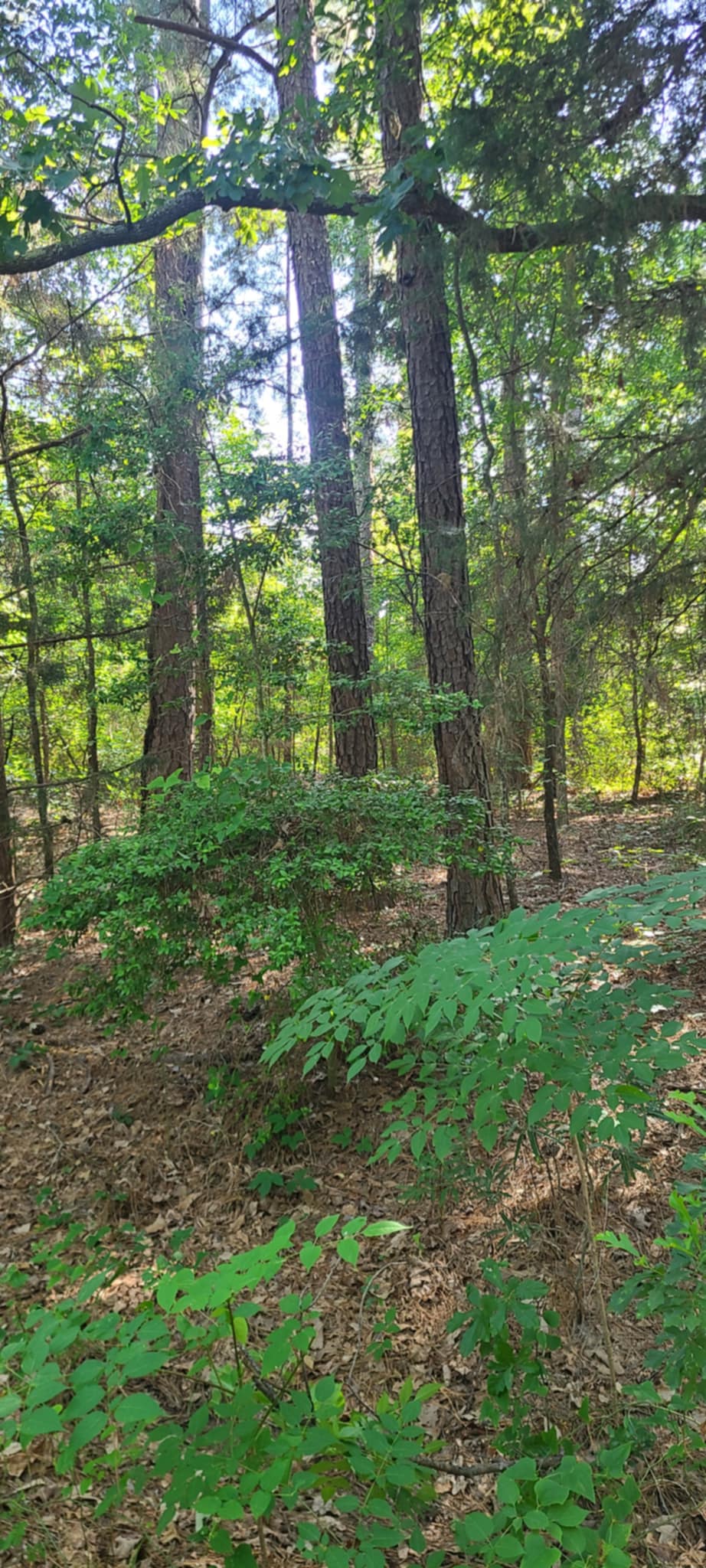 Downpayment for R000032297 - Cul-de-Sac Privacy + Walk to the Lake