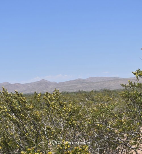 (3) 10 Acre Parcels – Close to Guadalupe Mountains Access